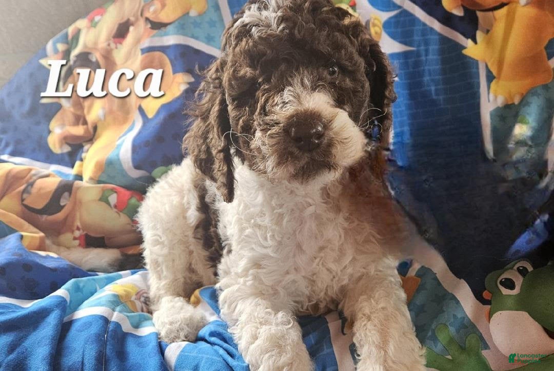 Double Doodle dogs Luca - Ad 3