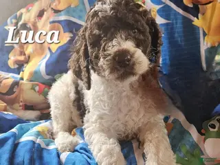 Double Doodle dogs Luca - Ad 3