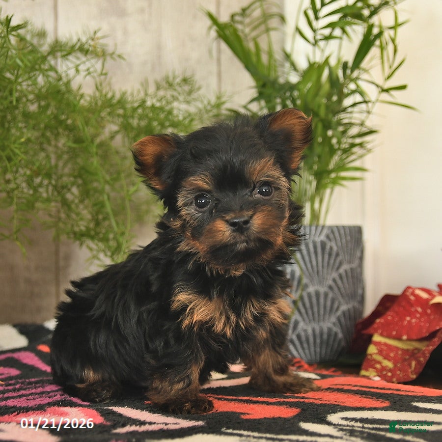 Yorkshire Terrier dogs Sprinkle  - Ad 4