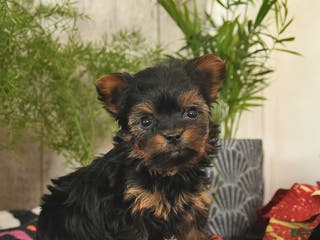 Yorkshire Terrier dogs Sprinkle - Ad 4