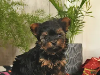 Yorkshire Terrier dogs Sprinkle - Ad 18