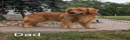 Golden Retriever dogs for sale: Shadow  - Ad 13