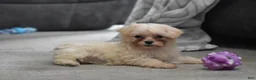 Maltipoo dogs for sale: Pippi - Ad 4