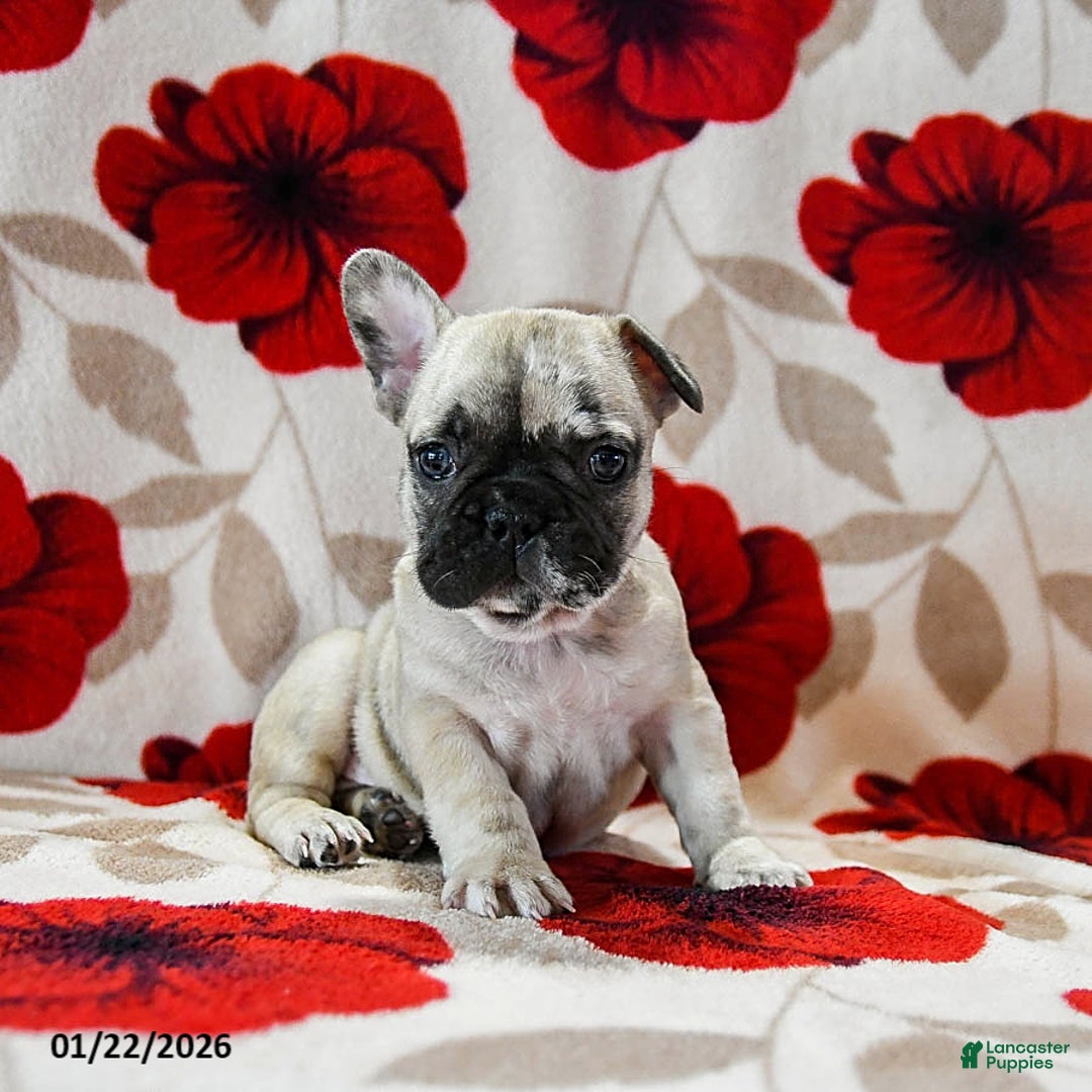 French Bulldog dogs for sale: Buckee - Ad 3