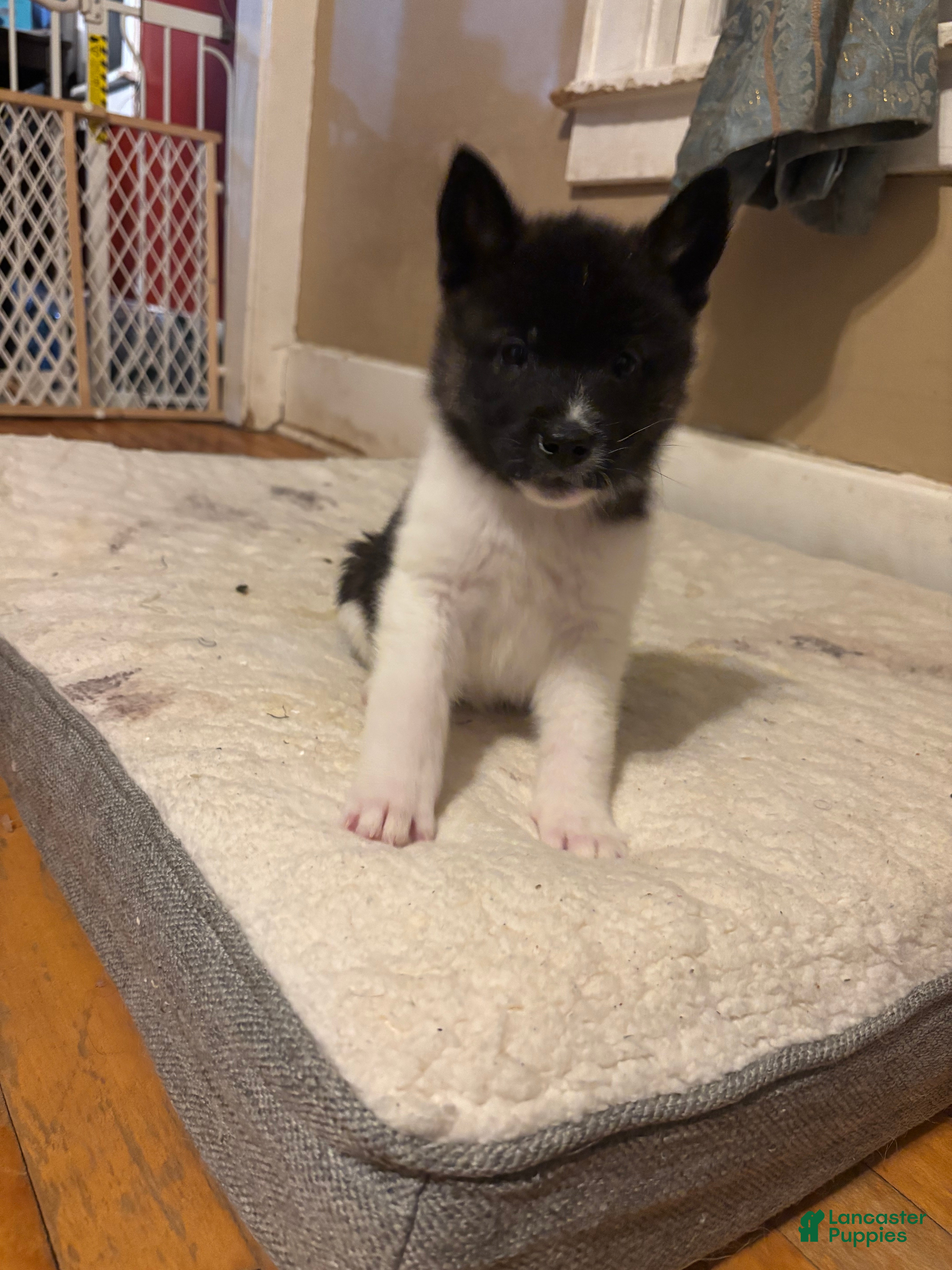 Akita dogs Akita Puppy 4 - Ad 32