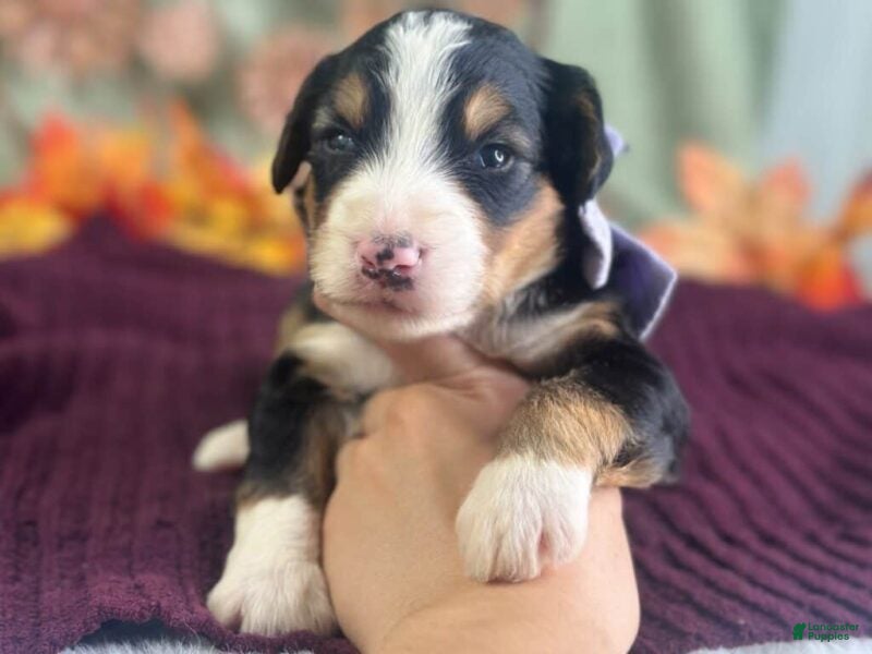 Bernedoodle dogs Irina - Ad 2