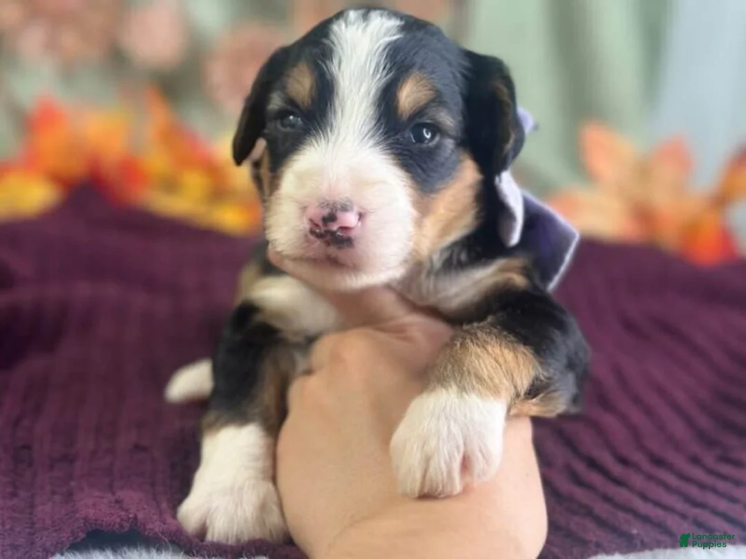Bernedoodle dogs for sale: Irina - Ad 2