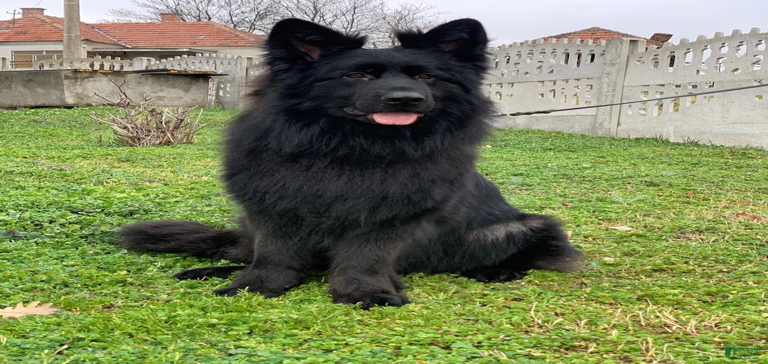 Gallery Image {{count}}