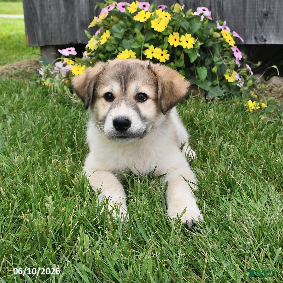 Mixed Breed dogs Callahan - Ad 1