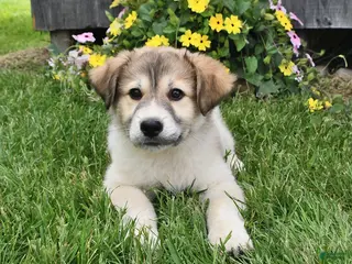 Mixed Breed dogs for sale: Callahan - Ad 3
