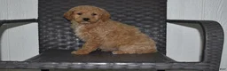 Goldendoodle dogs for sale: Sadie  - Ad 2