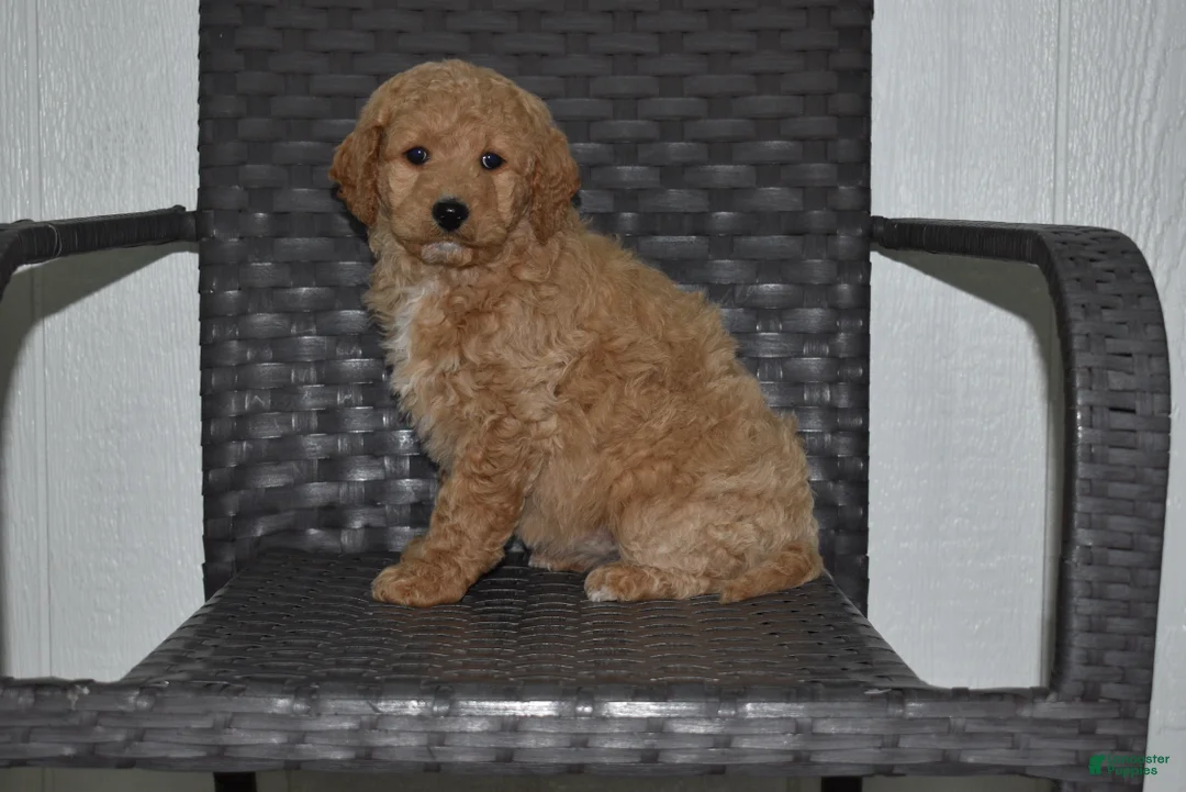 Goldendoodle dogs for sale: Sadie  - Ad 2