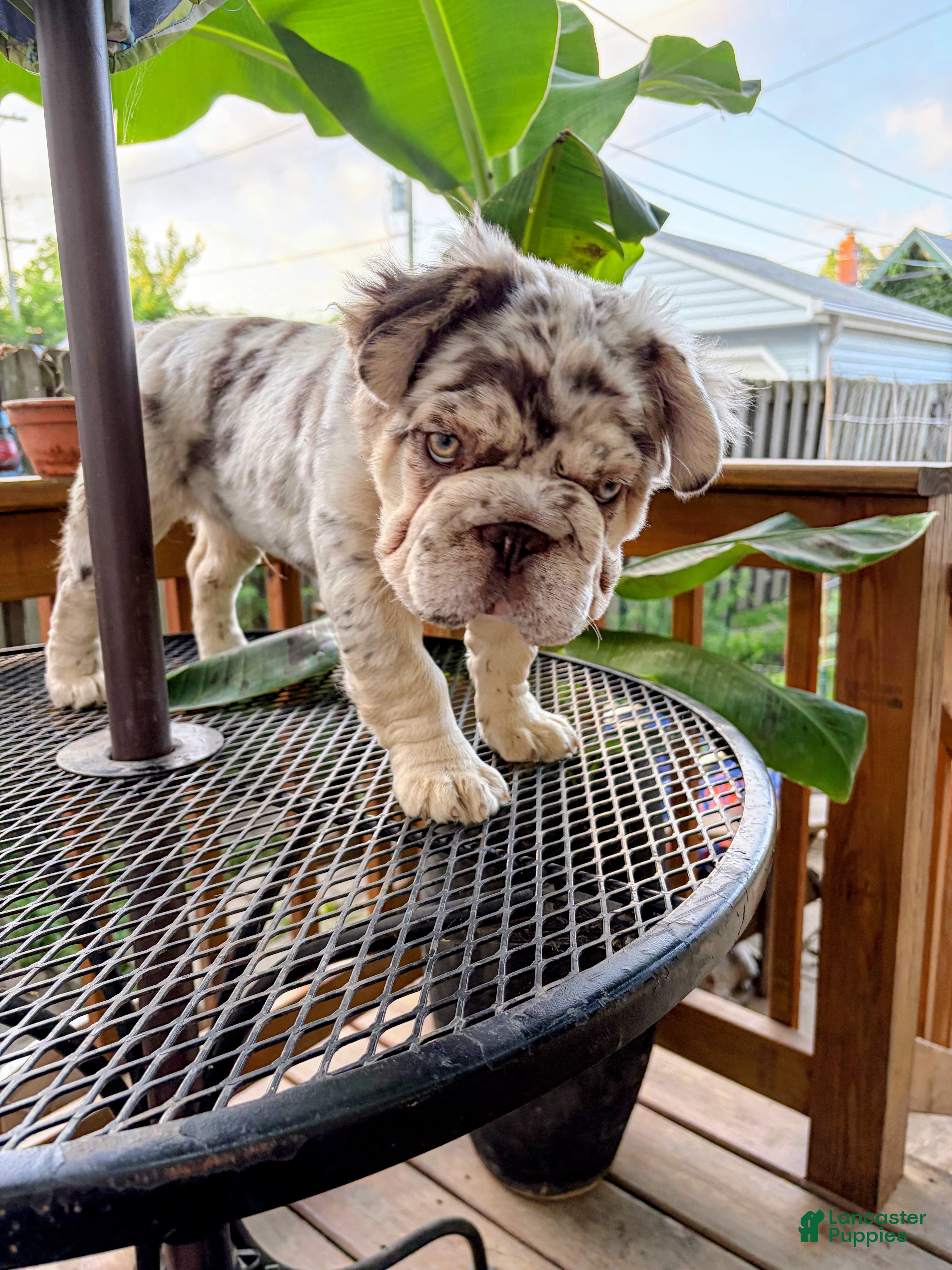 French Bulldog dogs French Bulldog 1 - Ad 2