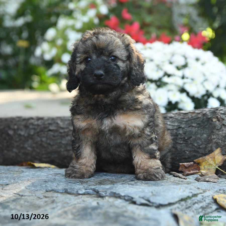 Cavapoo dogs Major Fluffula - Ad 1