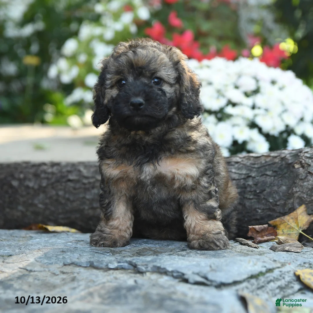 Cavapoo dogs for sale: Major Fluffula - Ad 1