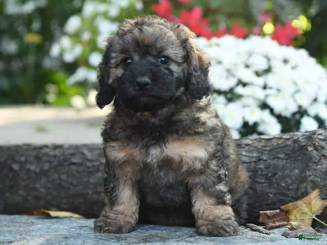 Cavapoo dogs Major Fluffula - Ad 1