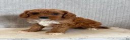 Cavapoo dogs for sale: Maple - Ad 2