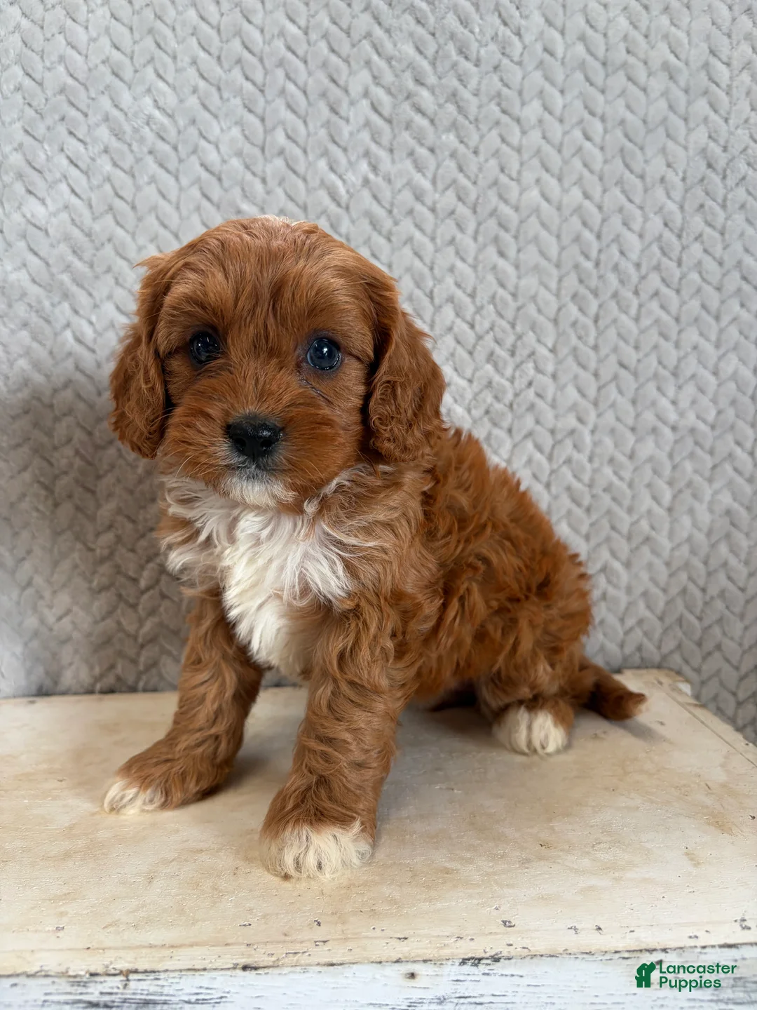 Cavapoo dogs for sale: Maple - Ad 2