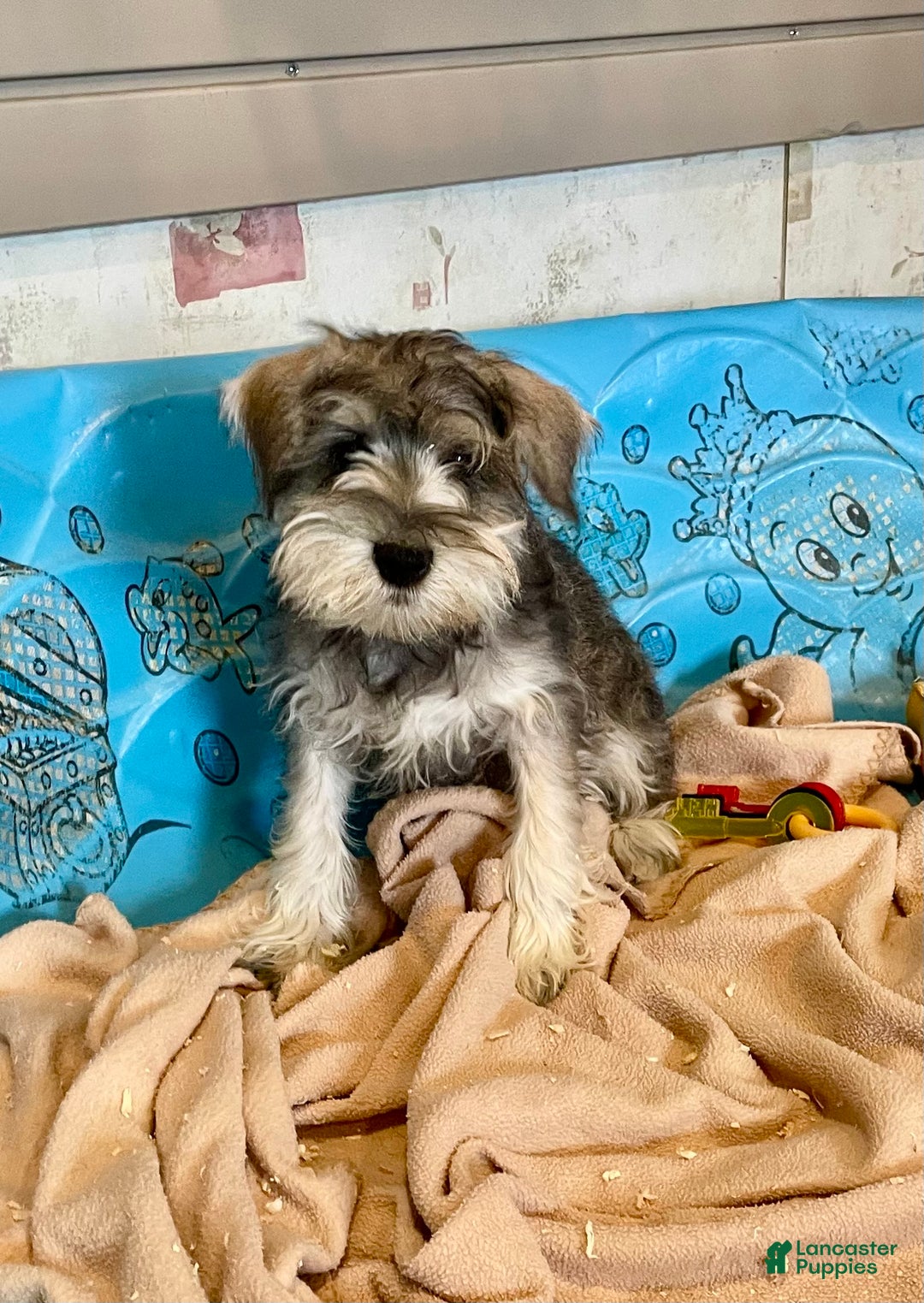Miniature Schnauzer dogs for sale: Jake - Ad 7