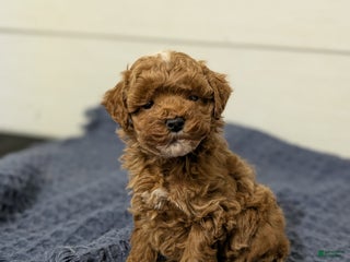 Toy Poodle dogs Snickerdoodle - Ad 23