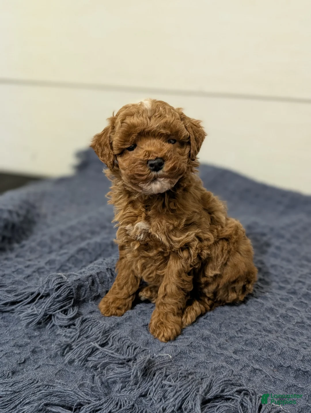 Toy Poodle dogs for sale: Snickerdoodle  - Ad 6