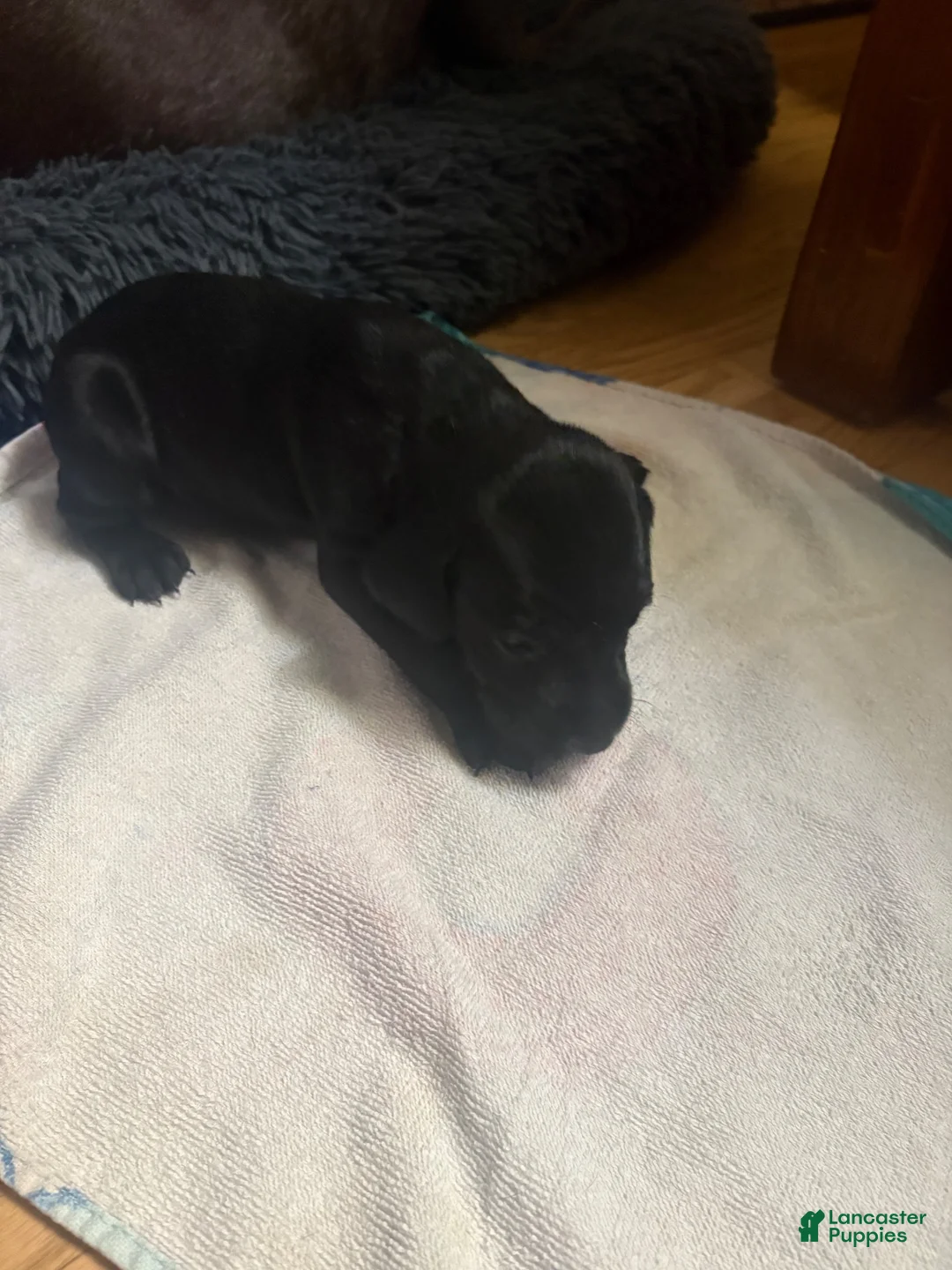 German Shorthaired Pointer dogs for sale: Jet Black German Shorthaired Pointer Bandit - Ad 2