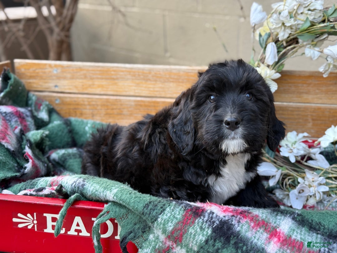 Mixed Breed dogs for sale: Raine - Ad 6