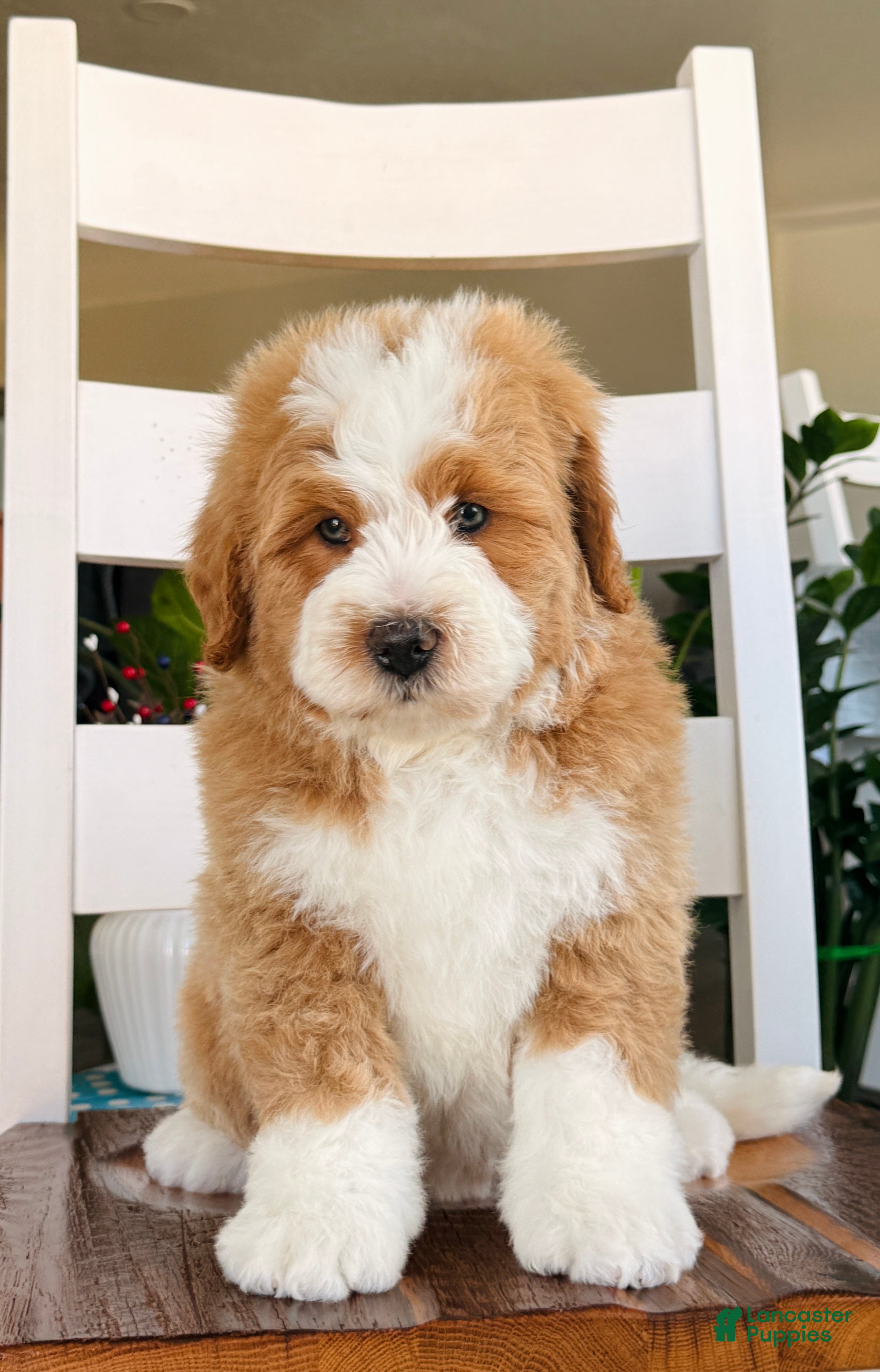 Bernedoodle dogs Myles - Ad 2