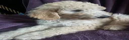 Goldendoodle dogs for sale: Autumn - Ad 5