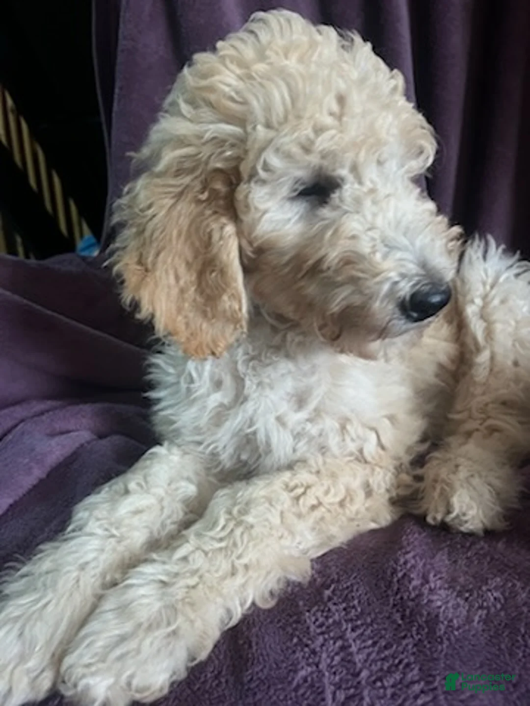 Goldendoodle dogs for sale: Autumn - Ad 5