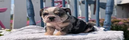 English Bulldog dogs for sale: Zane - Ad 4