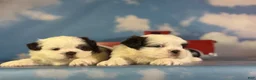 Shih Tzu dogs for sale: ACA Reese - Ad 8