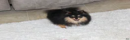 Pomeranian dogs for sale: Teacup Macy - Ad 9
