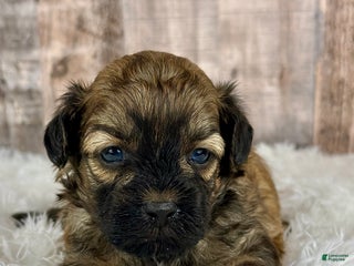 Shihpoo dogs Boy Snoopy - 0193 - Ad 40