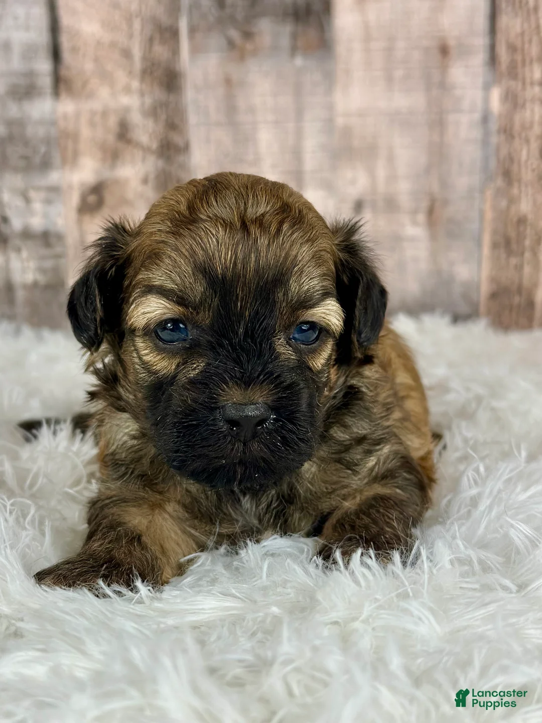 Shihpoo dogs for sale: Boy Snoopy - 0193 - Ad 10