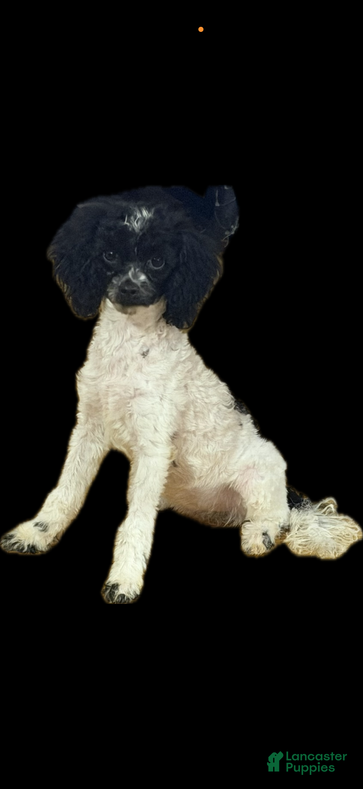 Toy Poodle dogs Storm - Ad 2