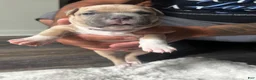 American Pit Bull Terrier dogs for sale: Gritty - Ad 2