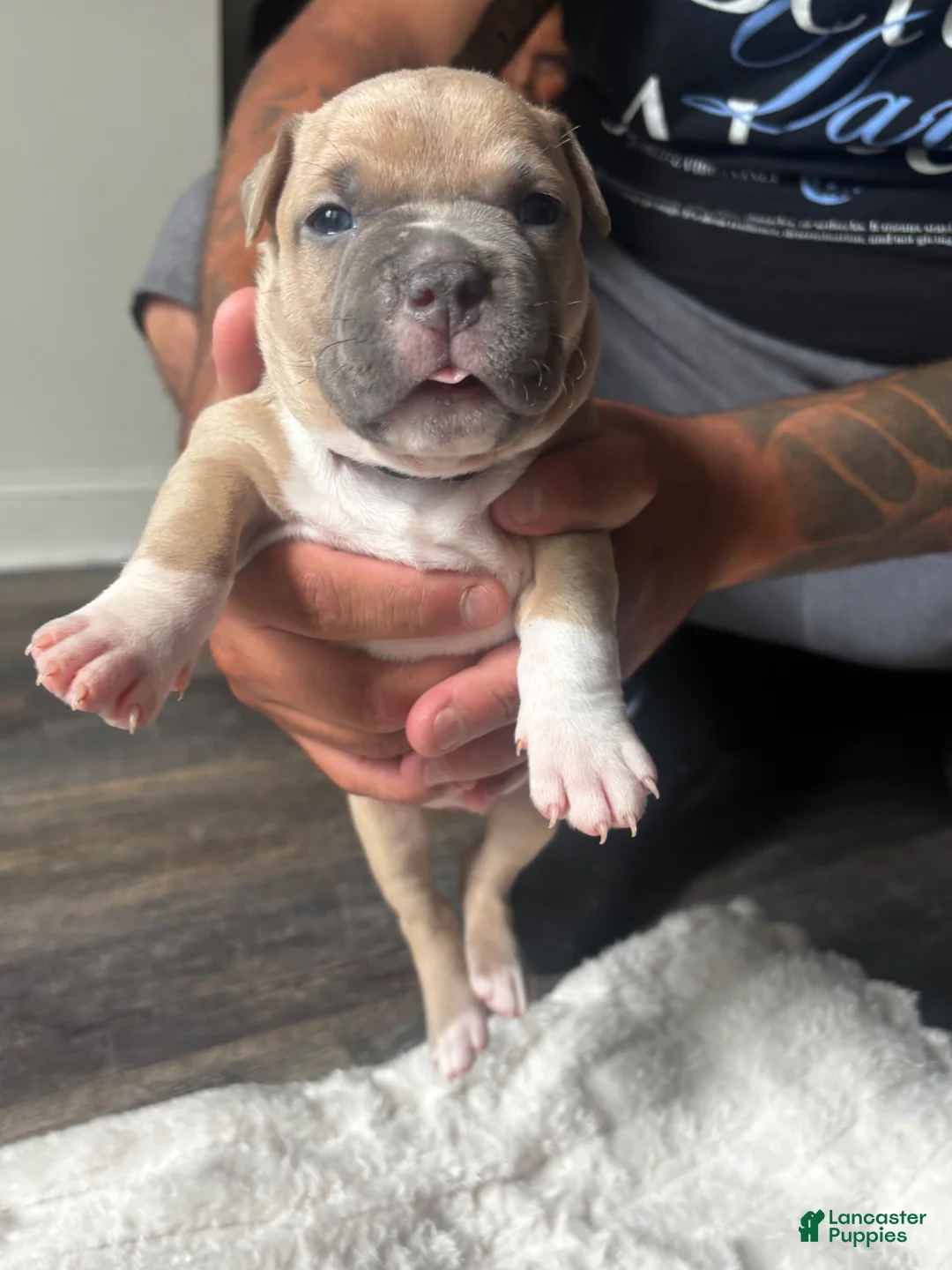 American Pit Bull Terrier dogs for sale: Gritty - Ad 2