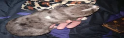 Daniff dogs for sale: DANTE-Daniff Puppy 3 - Ad 4