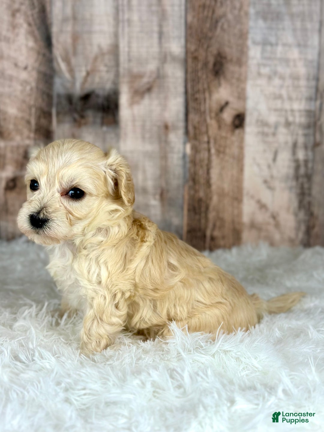 Maltipoo dogs for sale: Girl Nova - 0005 - Ad 2