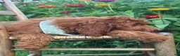 Irish Doodle dogs for sale: Franklin - Ad 15