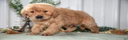 Golden Retriever dogs for sale: Harrison - Ad 3