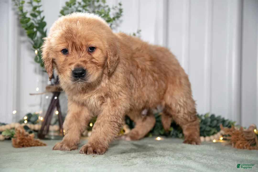 Golden Retriever dogs for sale: Harrison - Ad 3