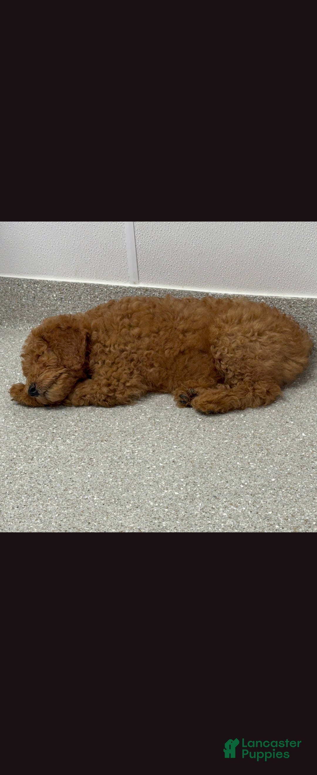 Goldendoodle dogs Goldendoodle 3 - Ad 32