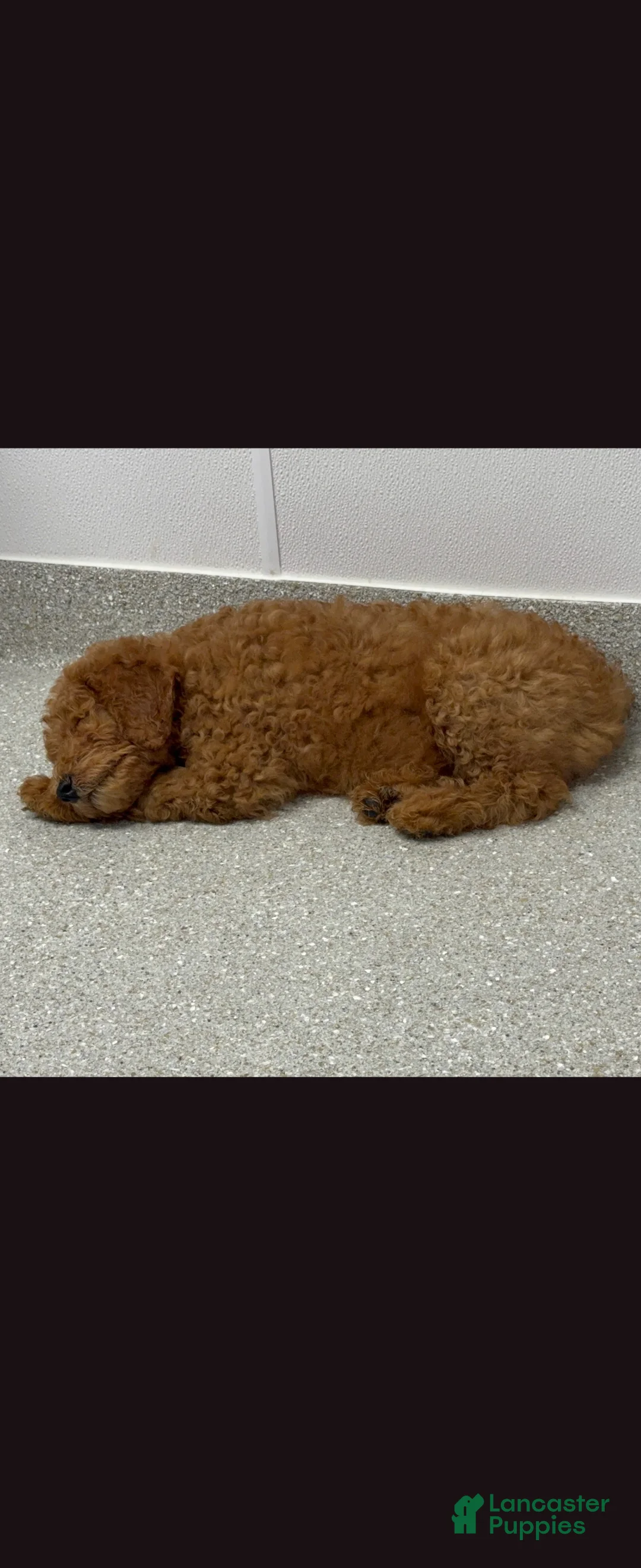 Goldendoodle dogs for sale: Goldendoodle 3 - Ad 1