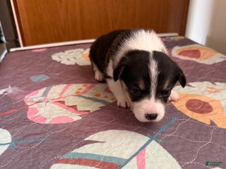 Welsh Corgi Pembroke dogs McKenzie - Ad 4