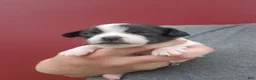 Chihuahua dogs for sale: SPOT - Ad 3