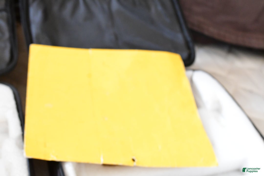 Shih Tzu dogs for sale: Lexi - Ad 9