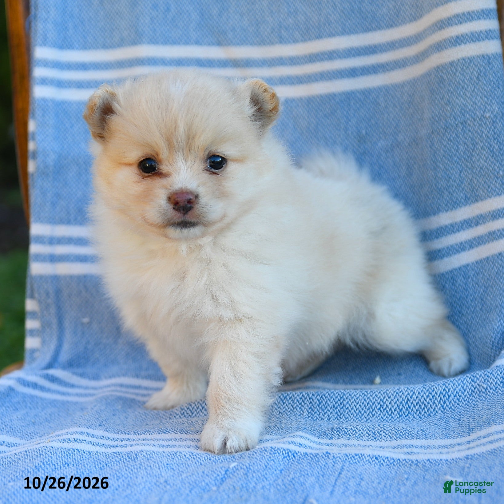 Cavapoo dogs for sale: Bella    - Ad 1