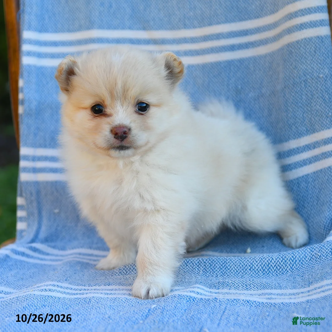 Cavapoo dogs for sale: Bella    - Ad 1